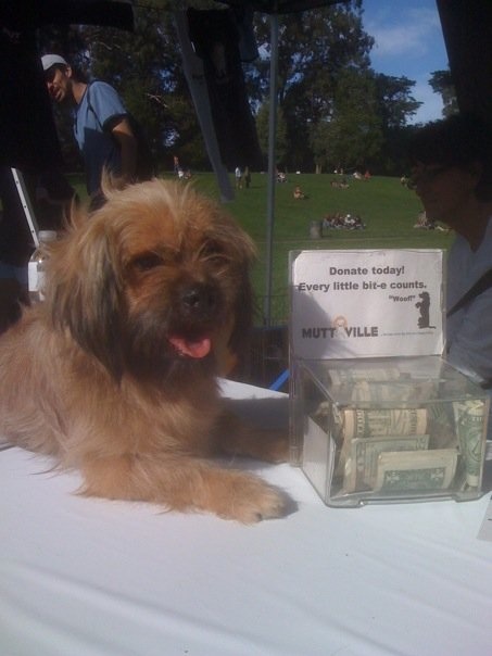 Muttville Senior Dog Rescue's Django Muttville Senior Dog Rescue's Django